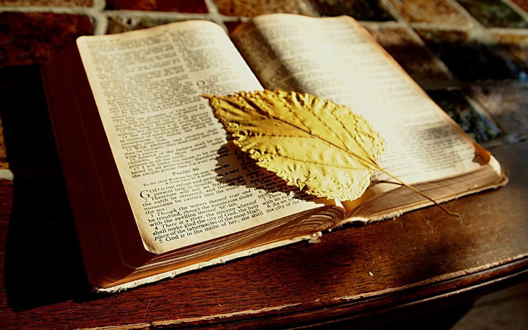 Durante septiembre celebramos el mes de la Biblia y nos unimos al “Tiempo de la Creación”